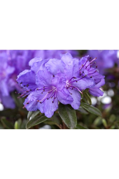 полив  Рододендрон Грістед